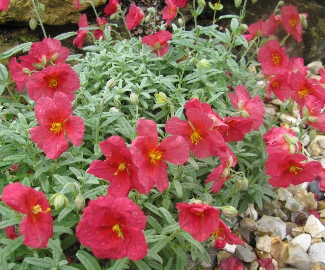 Helianthemum 'Beech Park Red'